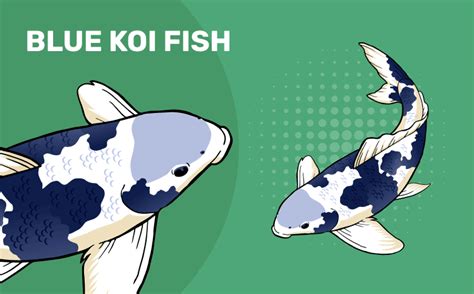 Blue Koi Fish: Info, Pictures, Facts & History .